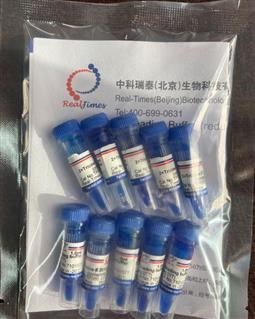 2×Tricine多肽上樣緩沖液（變性，還原，含溴酚藍）